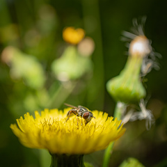 Platycheirus stegnus