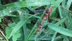 Vitacea polistiformis