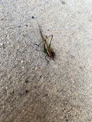 Conocephalus attenuatus