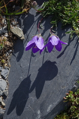 Campanula saxifraga