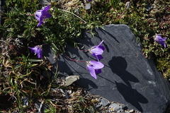 Campanula saxifraga