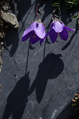 Campanula saxifraga