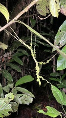 Phobaeticus foliatus