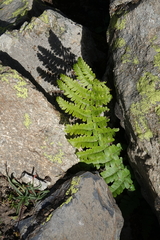Dryopteris oreades
