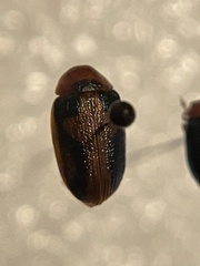 Promecosoma arizonae