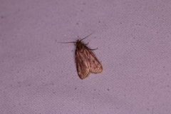Aglossa