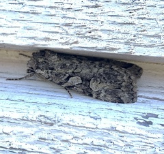 Anaplectoides pressus