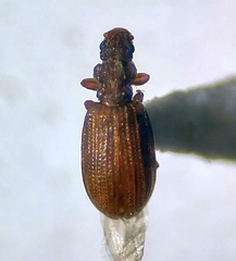 Cartodere constricta