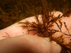 Fontinalis dalecarlica