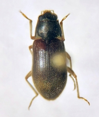 Pelonomus obscurus