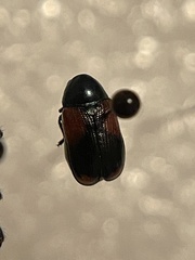 Megalostomis pyropyga