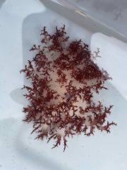 Dendronotus rufus