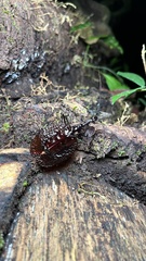 Mormolyce phyllodes