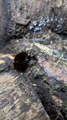 Mormolyce phyllodes