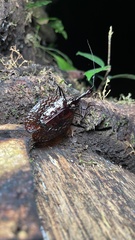 Mormolyce phyllodes