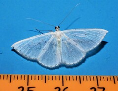 Derambila permensata