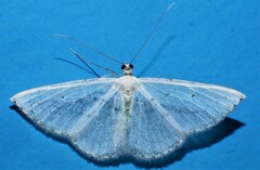 Derambila permensata