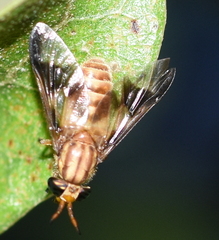 Chrysops flavidus