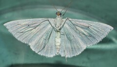 Derambila permensata