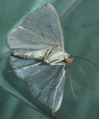 Derambila permensata