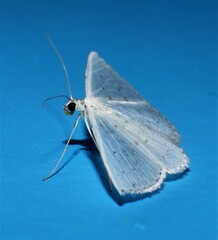 Derambila permensata