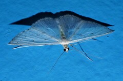 Derambila permensata