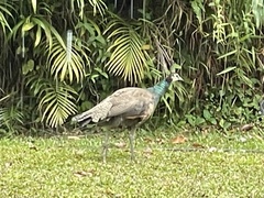 Pavo