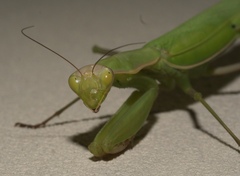 Mantis religiosa