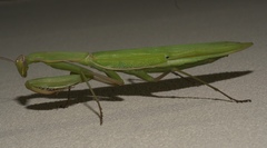 Mantis religiosa