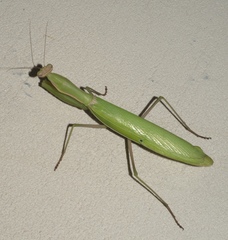Mantis religiosa