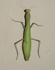 Mantis religiosa