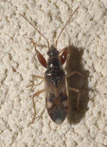 Pseudopamera nitidula photo 4