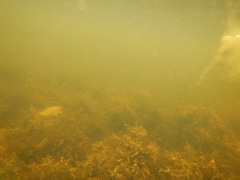 Fontinalis dalecarlica