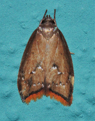 Parocystola leucospora