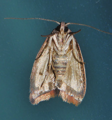 Parocystola leucospora