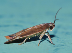Parocystola leucospora