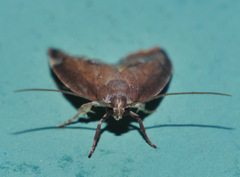 Parocystola leucospora