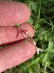 Epilobium hallianum