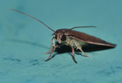 Parocystola leucospora