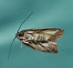Parocystola leucospora