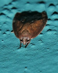 Parocystola leucospora