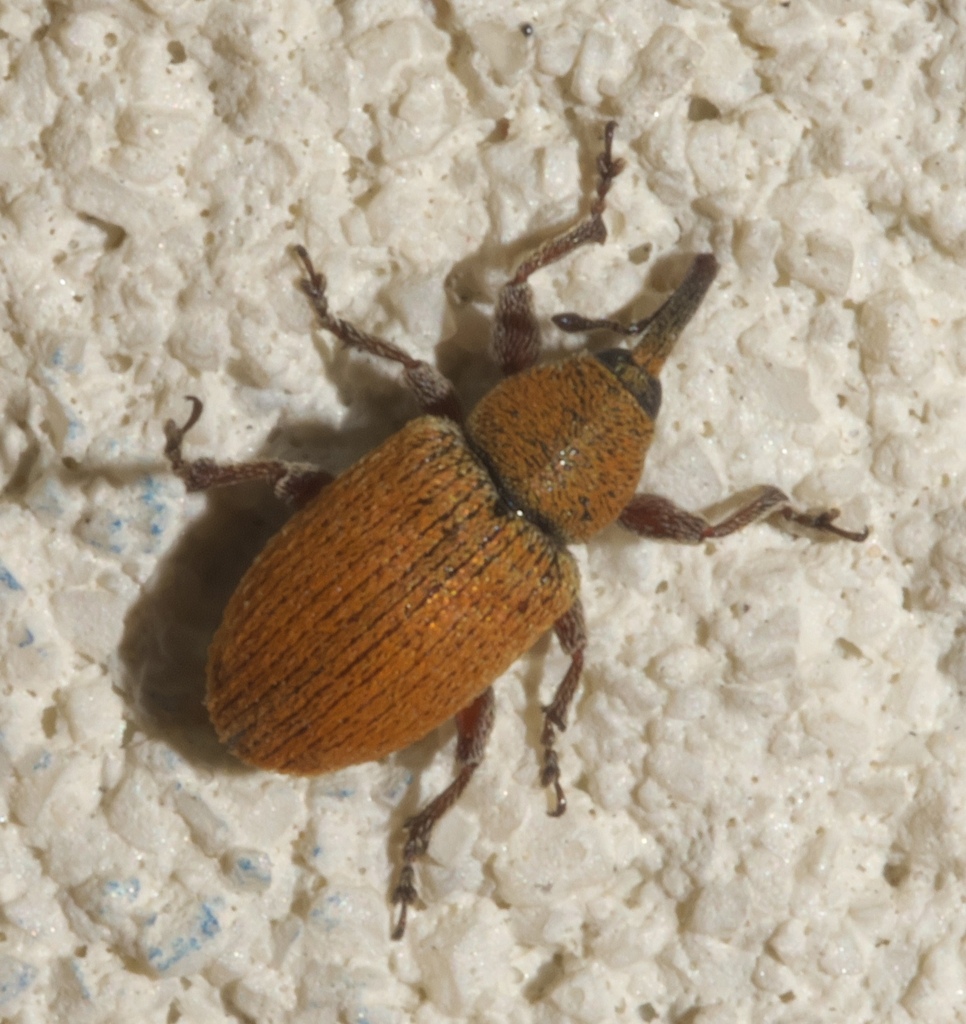 Red Sunflower Seed Weevil