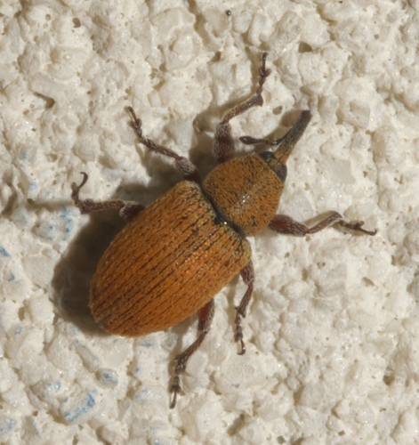 Red Sunflower Seed Weevil