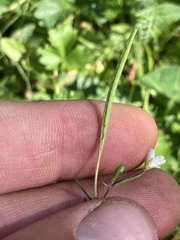 Epilobium hallianum