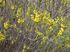 Acacia colletioides