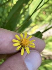 Packera subnuda subnuda