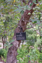 Malus ioensis texana