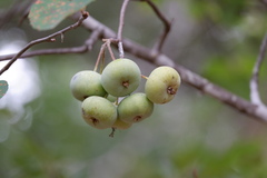 Malus ioensis texana