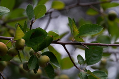 Malus ioensis texana