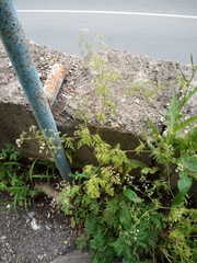 Sphallerocarpus gracilis